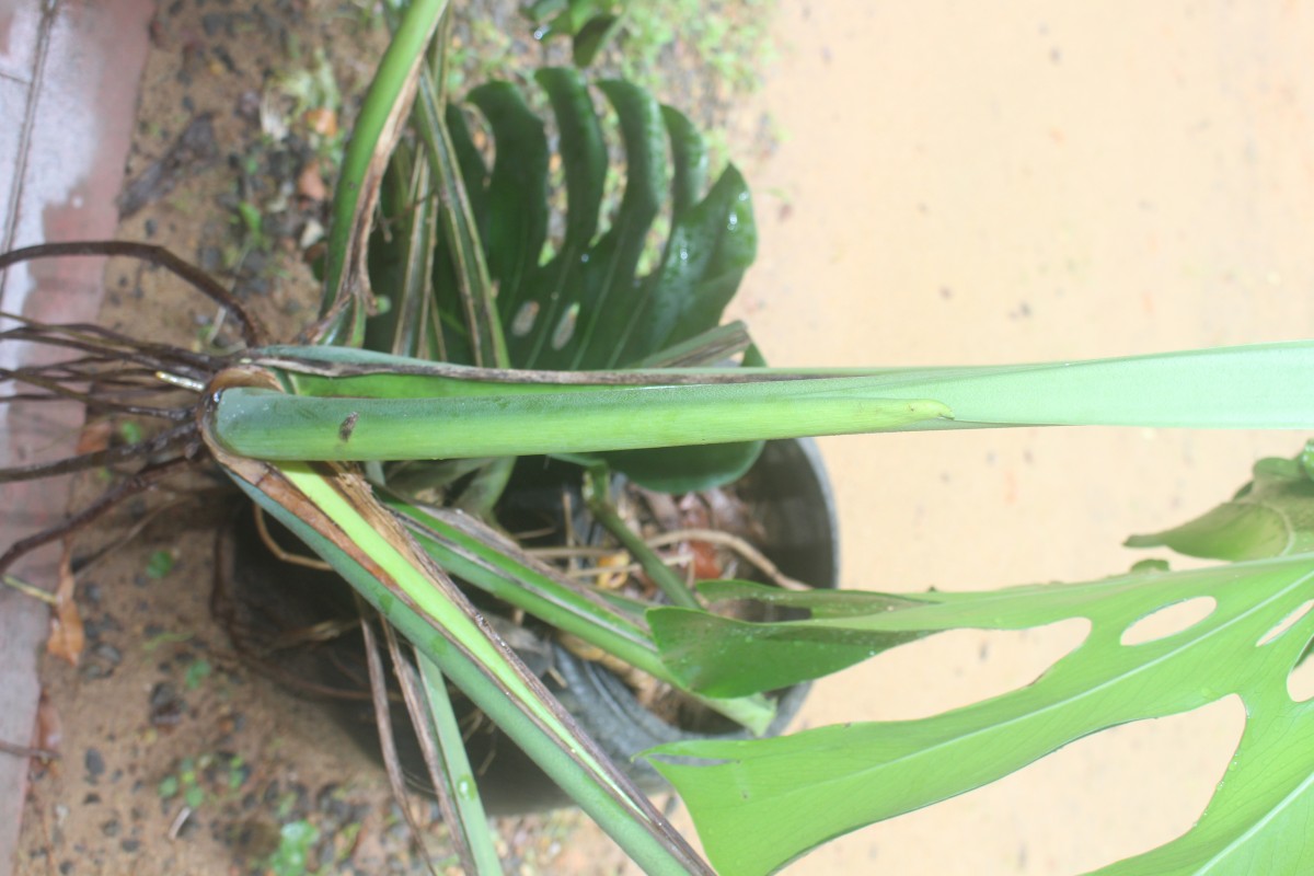 Monstera deliciosa Liebm.